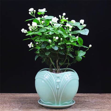 茉莉花 澆水|茉莉花的種植方法：養護、修剪、澆水、施肥、換盆……一篇教會。